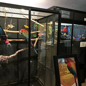 Griggs learning Center- parrot cages