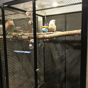 Griggs learning Center- Moluccan cockatoo cage