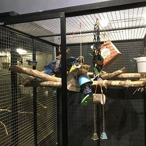 Griggs learning Center- blue & gold macaw cage