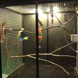 Griggs learning Center- black-headed caquie cage