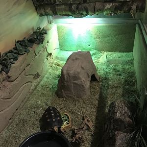 Griggs learning Center- red-footed tortoise exhibit
