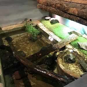 Griggs learning Center- red-eared slider & painted turtle exhibit