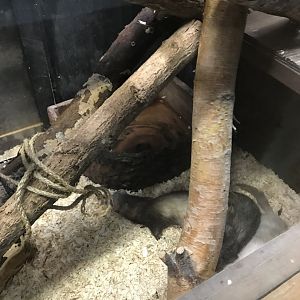 Griggs learning Center- ferret exhibit