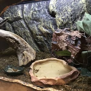 Griggs learning Center- crested gecko terrarium