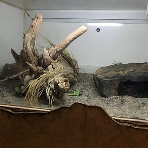 Griggs learning Center- ball python terrarium