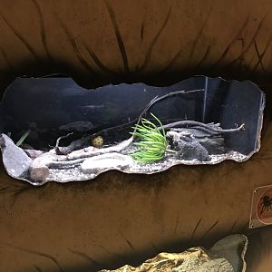 Griggs learning Center- Chilean rose-haired tarantula terrarium