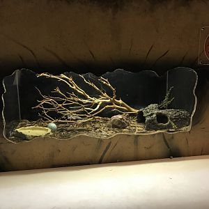 Griggs learning Center- Mexican red-knee tarantula terrarium