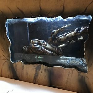 Griggs learning Center- Madagascar hissing cockroach terrarium