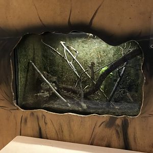 Griggs learning Center- giant stick insect terrarium