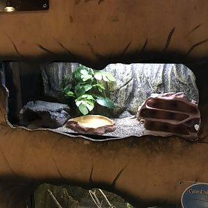 Griggs learning Center- leopard gecko terrarium