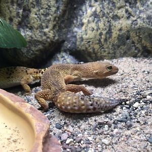 leopard gecko