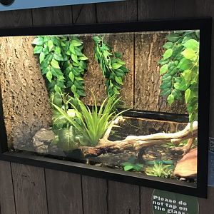 Zoo Central- northern leopard frog terrarium