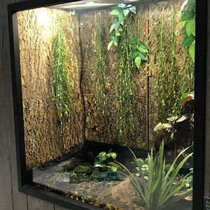 Zoo Central- American bullfrog terrarium