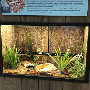 Zoo Central- blue-spotted salamander terrarium