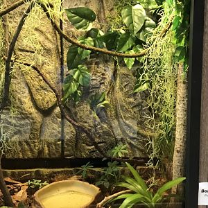 Zoo Central- Borneo eared frog terrarium