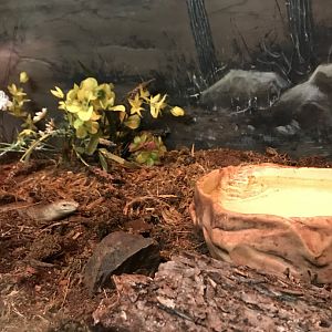 Nocturnal Building- European glass lizard terrarium