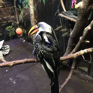 Nocturnal Building- yellow-billed hornbill