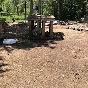 Barnyard- domestic fowl domestic chicken/domestic duck/Indian peafowl aviary