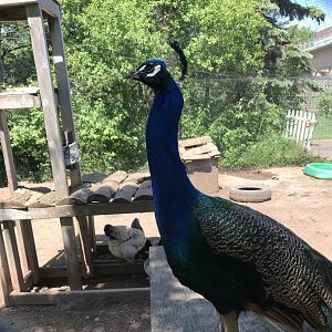 Indian peafowl