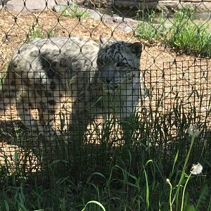 Snow leopard