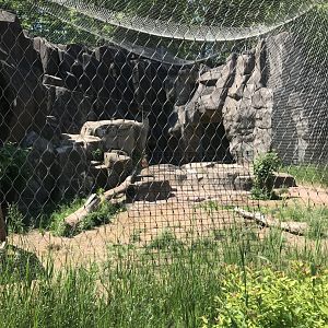 Bear country- cougar exhibit