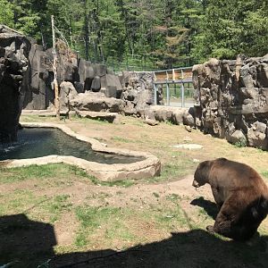 Bear country- American black bear exhibit