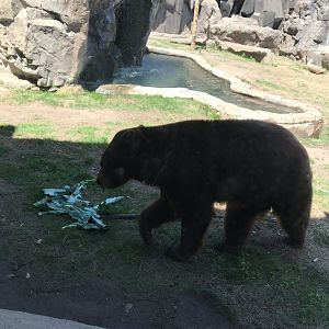Bear country- American black bear