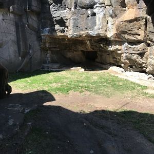 Bear country- American black bear exhibit