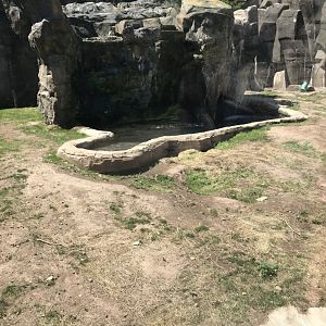 Bear Country- American black bear exhibit