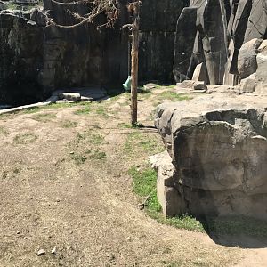 Bear country- American black bear exhibit