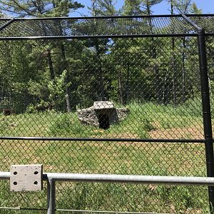 Bear Country- grey wolf exhibit