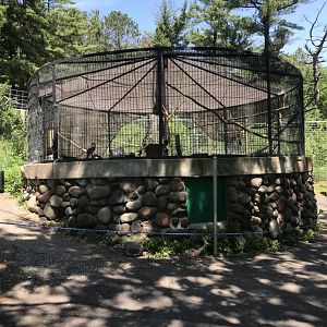 Common raven cage