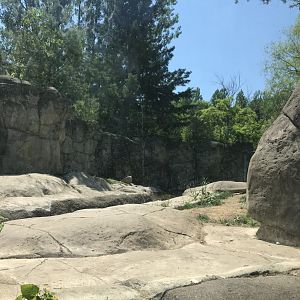 Bear Country- North American river otter exhibit