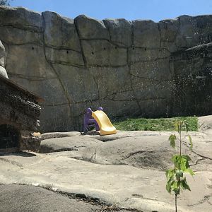 Bear Country- North American river otter exhibit (with obligatory kiddie slide)