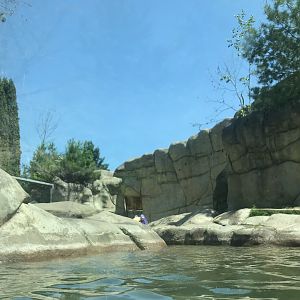 Bear Country- North American river otter exhibit