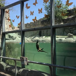Bear Country- North American river otter exhibit