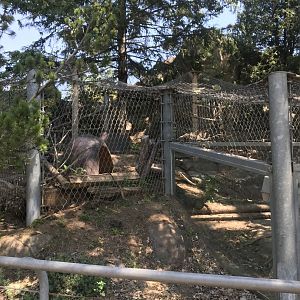Bear Country- red fox exhibit