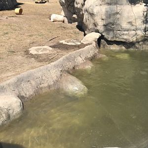 Bear Country- New Alaskan brown bear exhibit- pool