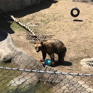 Bear Country- Alaskan brown bear