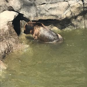 Alaskan brown bear lost its ball