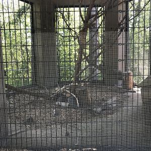 Bear Country- North American porcupine cage