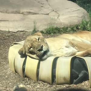 African lion sleeping