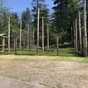 Bald eagle exhibit construction