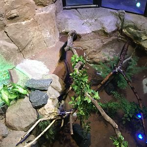 Australia & Oceania- golden coin turtle exhibit