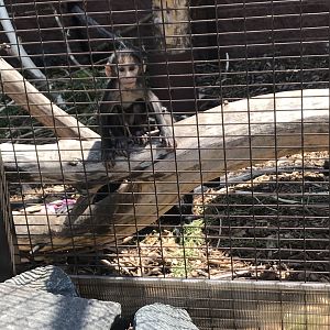 Baby black-crested mangabey