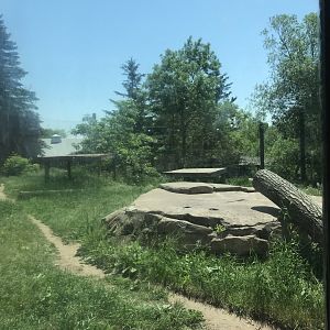 Asian Caravan- Amur tiger exhibit