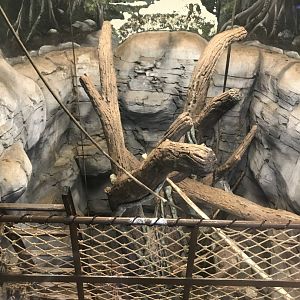 Zoo Central- indoor black-crested mangabey exhibit