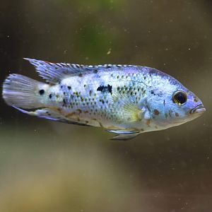 Cichlid ID
