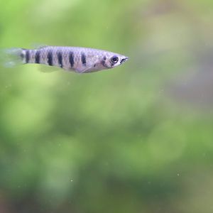 Epiplatys ID
