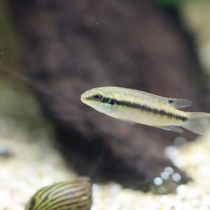Pelvicachromis ID